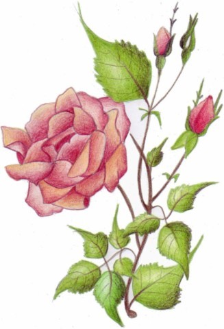 rose