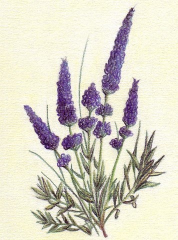 LAVANDE DE PROVENCE