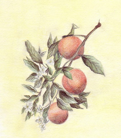 FLEURS D ORANGER